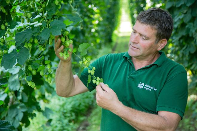 Nikolaus Starlinger bewirtschaftet in Haslach auf 4,6 ha Fläche sechs verschiedene Hopfensorten.