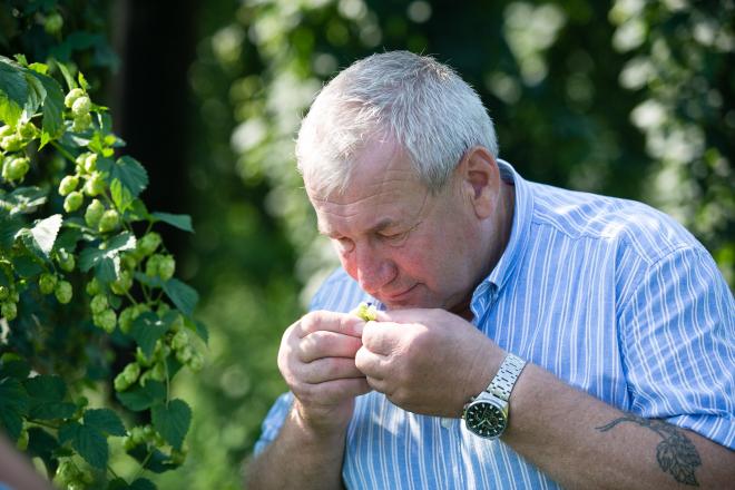 Sepp Reiter, Obmann der Hopfenbaugenossenschaft Neufelden, prüft vor der Ernte die Qualität des Mühlviertler Hopfens.