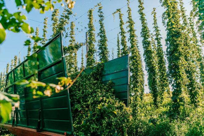 Die Ernte im Hopfengarten.