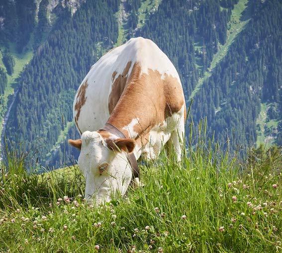 Auf diesen Wiesen, Weiden und Almen gedeiht eine große Anzahl an unterschiedlichen Gräser- und Kräuterarten – ein wahres Schlaraffenland für Heumilchkühe.
