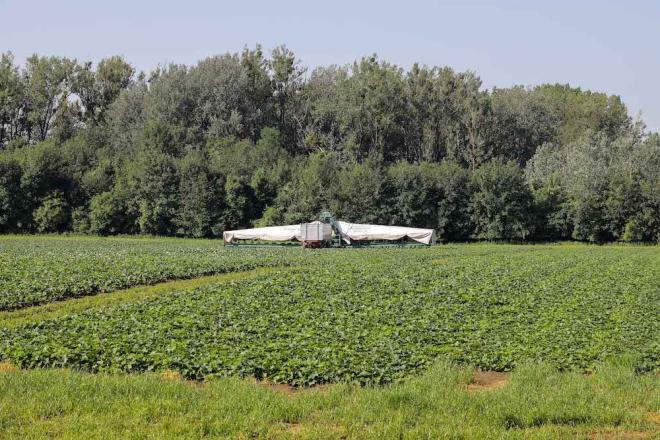 efko Gurkenflieger