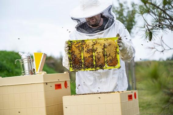 Nachhaltigkeit wird in der Backwelt Pilz groß geschrieben, es gibt sogar einen Imker.