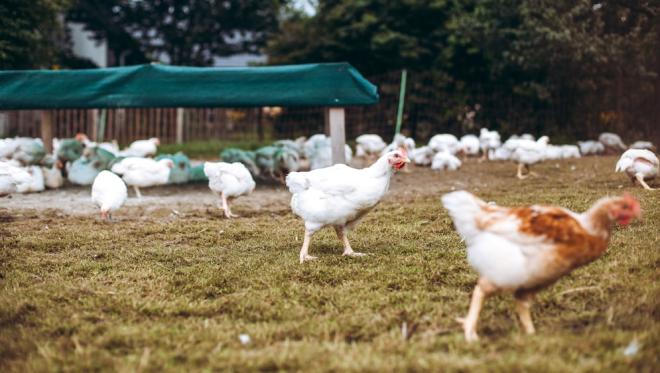 Die Hendln genießen bei Familie Hackl einen großzügigen Freibereich mit Sträuchern und Unterstellmöglichkeiten.