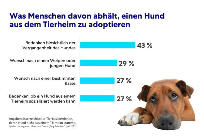 Hunde und Tierheim