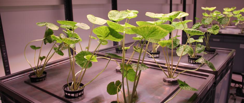 Wasabi-Pflanzen in Pflanzen-Testräumen von Phytoniq