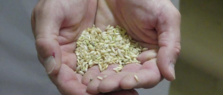 Vor-Ort-Report: Riso Gallo