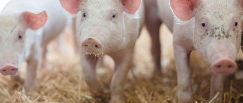 Hütthalers Hofkultur