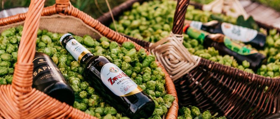Auf Einladung der Privatbrauerei Zwettl durften wir Anfang September bei der Hopfenernte im Waldviertel dabei sein und den Hopfenbauern Sepp Fröschl und Fritz Jank bei ihrer Arbeit über die Schulter schauen. © Philipp Lipiarski