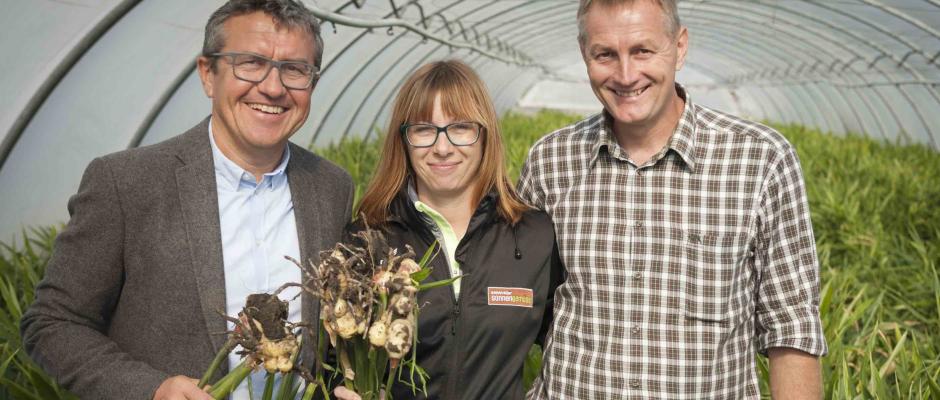 Österreichischer Ingwer von LGV und Sonnengemüse