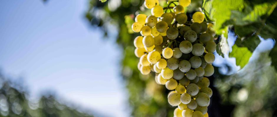 Gutes Erntejahr 2020