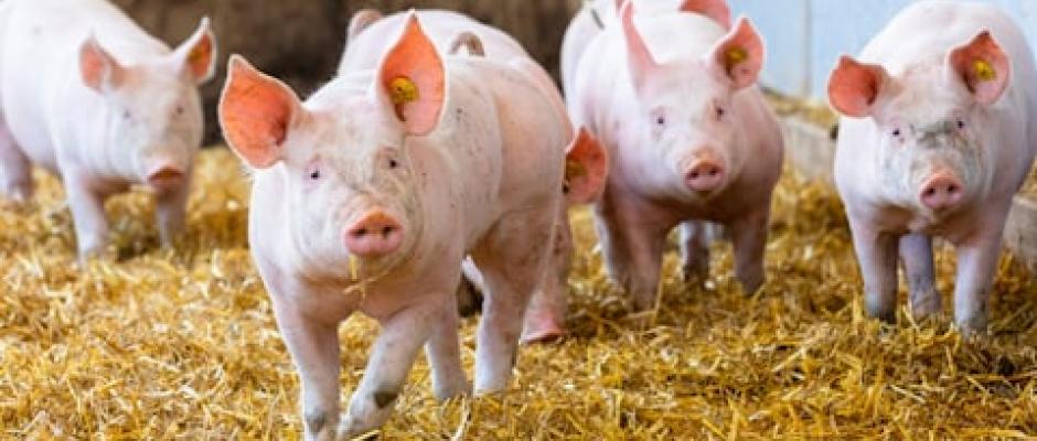 Berger lanciert eine neue Produktlinie, bei der das Tierwohl im Mittelpunkt steht.