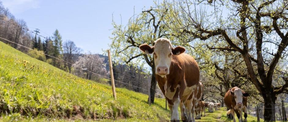 Berglandmilch erhöht Milchpreise
