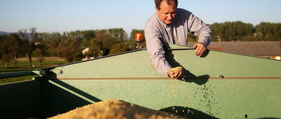 Österreichische Rekordernte bei Sojabohnen