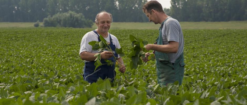 Die Donau Soja-Ernte wächst 2021 um 49 Prozent