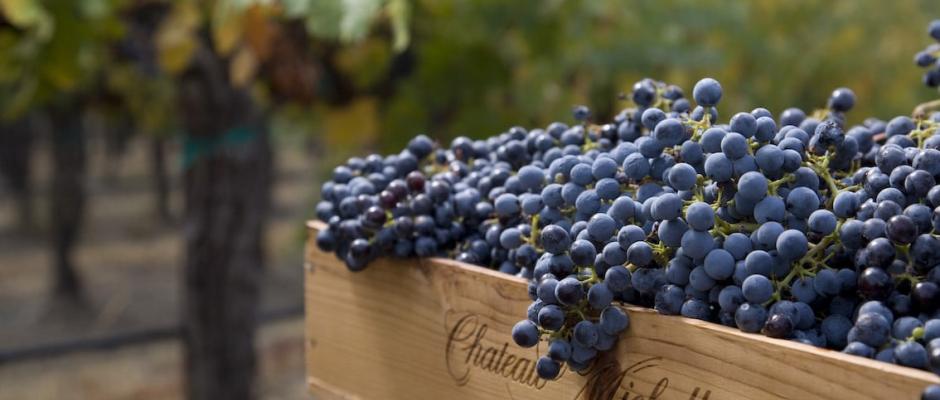 P.M. Mounier vertreibt ab sofort in Österreich exklusiv die Weine von Washingtons renommiertestem Produzenten Ste. Michelle Wine Estates.