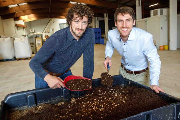 Insekten als alternative Proteinquelle