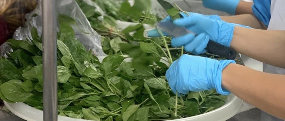 Das Zupfen von Basilikum, Koriander und Kaffir Lime-Blättern erfolgt händisch.