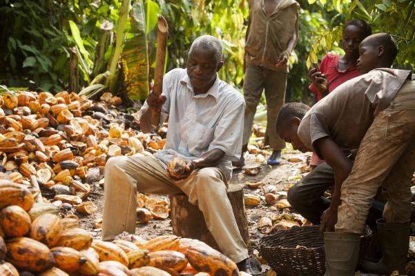 Aufschlagen der Kakaofrucht