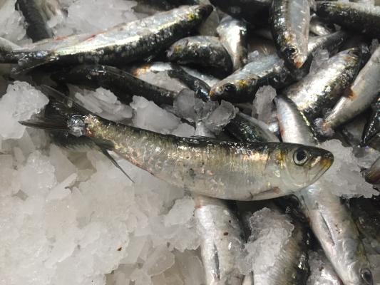 Wir waren in Portugal und haben uns vor Ort angesehen, wie die Nuri-Sardinen in die Dose kommen. 