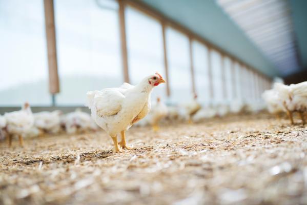 Hofer Fair Hof Geflügel