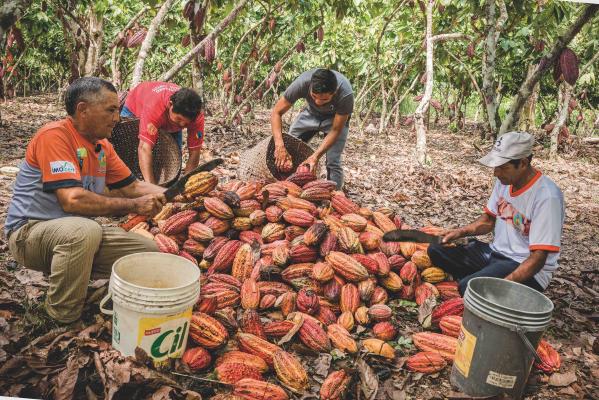 Kakaoernte Luca_Rinaldini