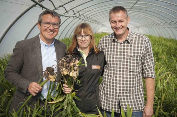 Österreichischer Ingwer von LGV und Sonnengemüse