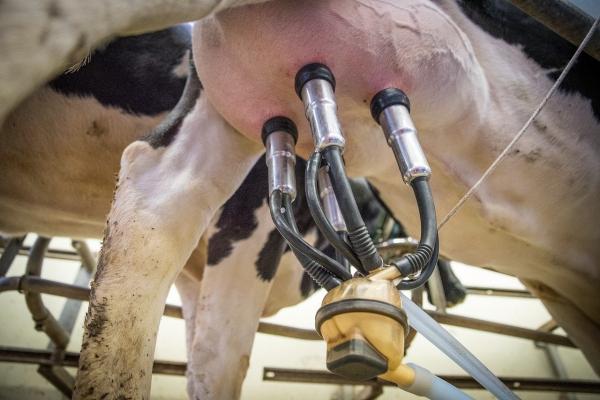 Berglandmilch erhöht die Milchpreise