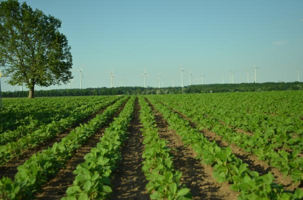 Start Ups beleben heimische Soja-Branche