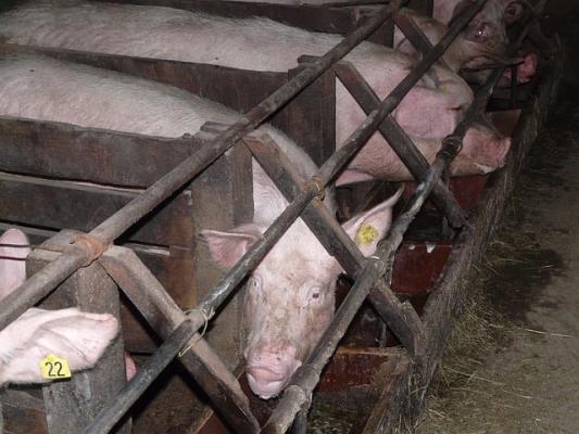 Tierwohl im Kuh-Schwein- und Hühnerstall