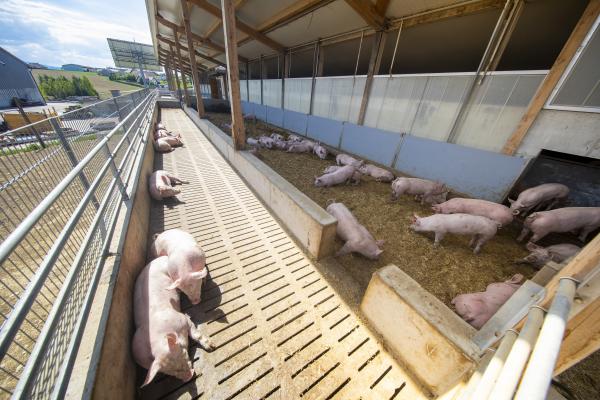 Das Berger Schinken FairSprechen