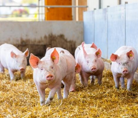 Berger lanciert eine neue Produktlinie, bei der das Tierwohl im Mittelpunkt steht.