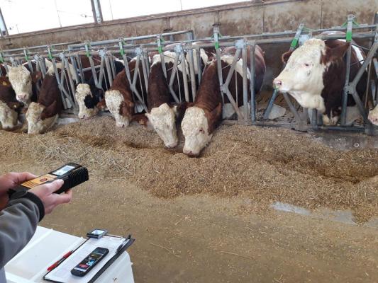 Klimafreundliche Rinder durch Zitronengras