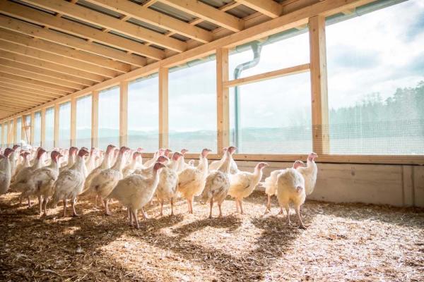 Anstieg der Rohstoffkosten betrifft auch Futtermittel. Hofer bleibt seinem Credo treu.