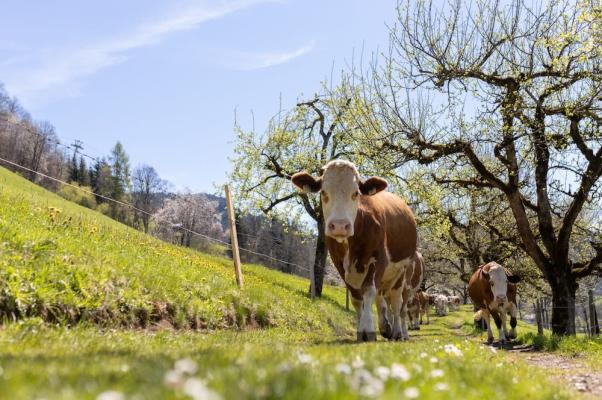 Berglandmilch erhöht Milchpreise