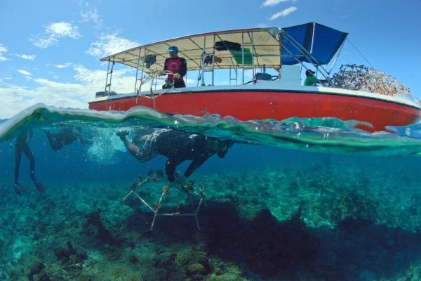 SHEBA® HOPE GROWS PROGRAMM: Taucher bringen so genannte "Reef Stars" zum Schutz und zur Wiederansiedlung von Korallen aus 