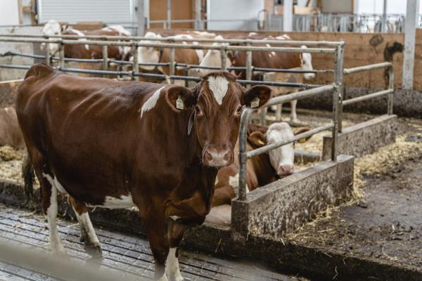 Mehr Bewegungsfreiheit für Milchkühe im AMA-Gütesiegel per 2024