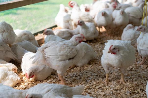 Hofer setzt jetzt neu bei FairHOF Maishendl auf langsam wachsende Hühnerrassen.