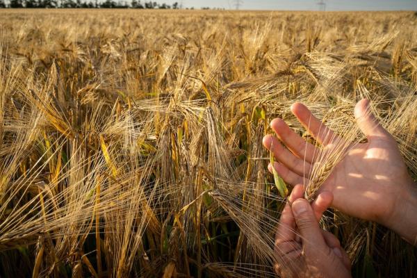 Die traditionell zum Brauen verwendete Sommergerste ist wegen der zunehmenden Trockenheit immer mehr von Ernteausfällen bedroht.