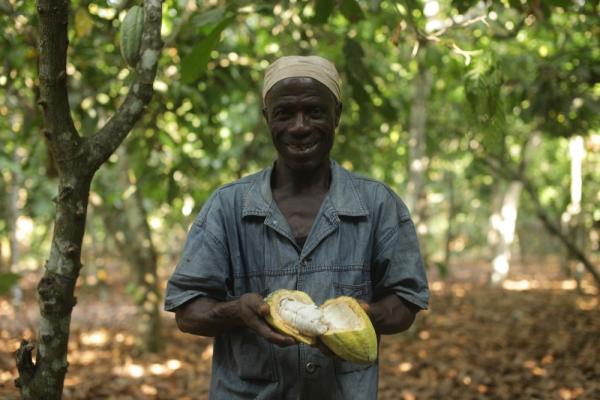 Rohkakaopreis in Westafrika steigt – aber Zukunft des Kakaoanbaus in Gefahr