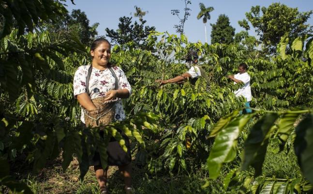Seit mehr als zwei Jahrzehnten fördert Lavazza weltweit den nachhaltigen Wandel im Kaffeeanbau. 